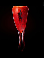 Scoop by William Morris