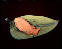 Lau Lau by William Morris